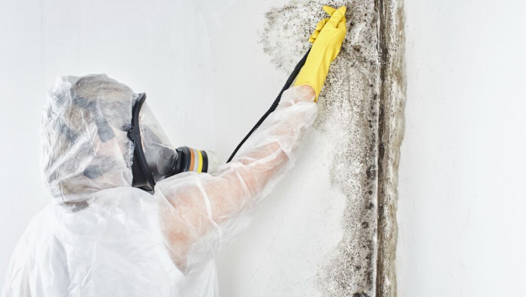 Mold Remediation 2
